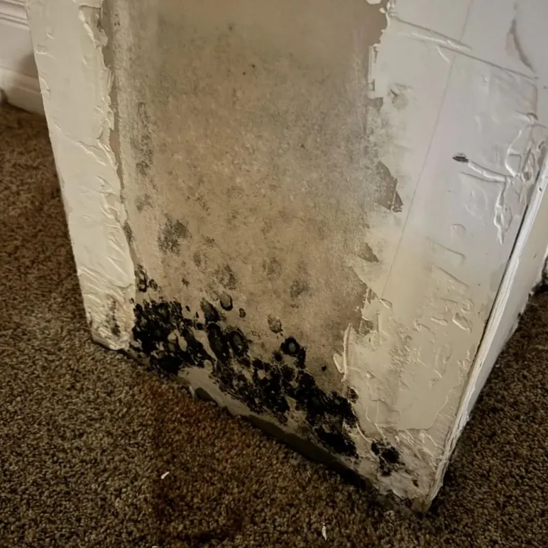 Professional Mold Removal in Pryor Creek, OK